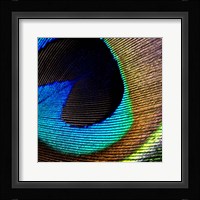 Peacock Feather 2 Fine Art Print