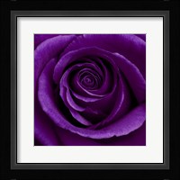 Purple Rose 1 Fine Art Print