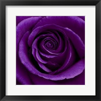Purple Rose 1 Fine Art Print