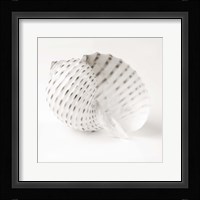 Shell BW 1 Framed Print