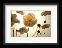 Silhouette in Field Framed Print