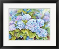 A Cluster of Hydrangeas Fine Art Print