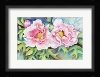 A Pair of Peonies Framed Print
