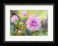 Wild Thistles Framed Print