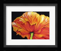 A Single Poppy Fine Art Print