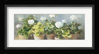 White Geraniums v2 Fine Art Print
