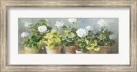 White Geraniums v2 Fine Art Print