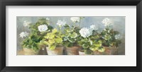 White Geraniums v2 Fine Art Print