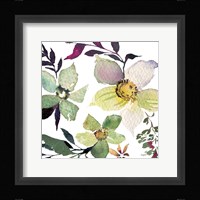 Hellebore Ya Doing III Framed Print