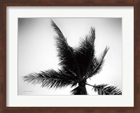 Palm Tree Looking Up IV Fine Art Print
