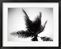 Palm Tree Looking Up IV Fine Art Print