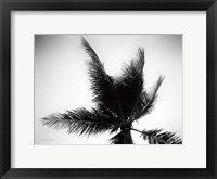 Palm Tree Looking Up IV Framed Print