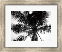 Palm Tree Looking Up III Fine Art Print