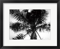 Palm Tree Looking Up III Framed Print