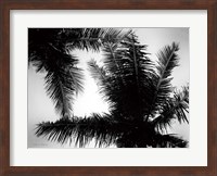 Palm Tree Looking Up I Fine Art Print