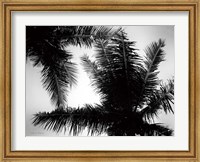 Palm Tree Looking Up I Fine Art Print