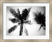 Palm Tree Looking Up II Fine Art Print