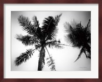 Palm Tree Looking Up II Fine Art Print
