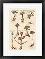 Vintage Florilegium I Framed Print