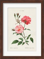 Rosa Fine Art Print