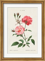 Rosa Fine Art Print