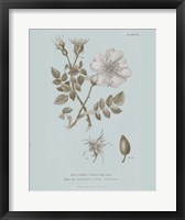 Conversations on Botany IV Blue Fine Art Print