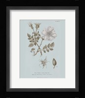 Conversations on Botany IV Blue Framed Print