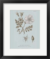 Conversations on Botany IV Blue Framed Print