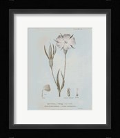 Conversations on Botany III Blue Framed Print