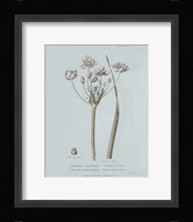 Conversations on Botany II Blue Framed Print