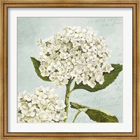 Hydrangeas II (Aqua) Fine Art Print