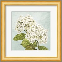 Hydrangeas III (Aqua) Fine Art Print