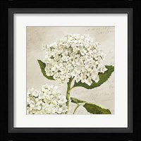 Hydrangeas II (Neutre) Fine Art Print