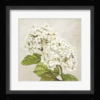 Hydrangeas III (Neutre) Fine Art Print