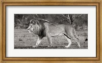 Lion Walking in African Savannah Fine Art Print