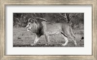 Lion Walking in African Savannah Fine Art Print