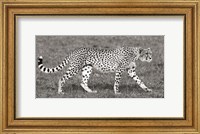 Cheetah Hunting, Masai Mara Fine Art Print