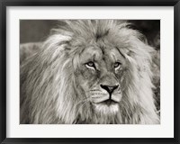 King of Africa Fine Art Print