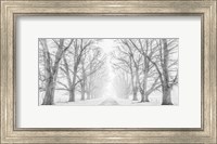 Tree Lined Road in the Snow Fine Art Print