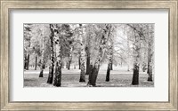 Birches in a Park Fine Art Print