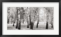 Birches in a Park Fine Art Print