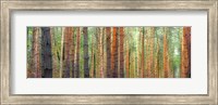 Colors of the Woods Fine Art Print