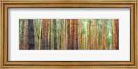 Colors of the Woods Fine Art Print