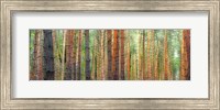 Colors of the Woods Fine Art Print