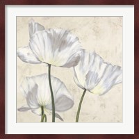 Poppies in White II Fine Art Print