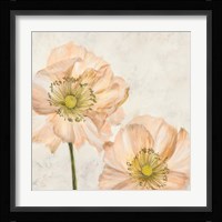 Poppies in Pink I Framed Print