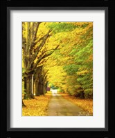 Autumn Gold Fine Art Print