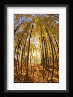 Autumn In The Woods Fine Art Print