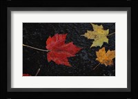 Leaves of Color Fine Art Print