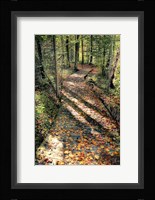 Walking The Path Fine Art Print